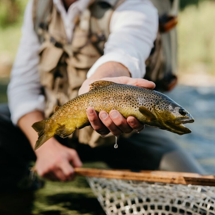 Pesca Cluster