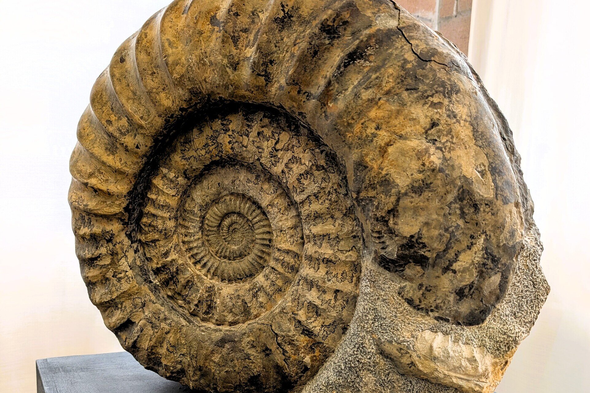 Mostra Permanente del Fossile
