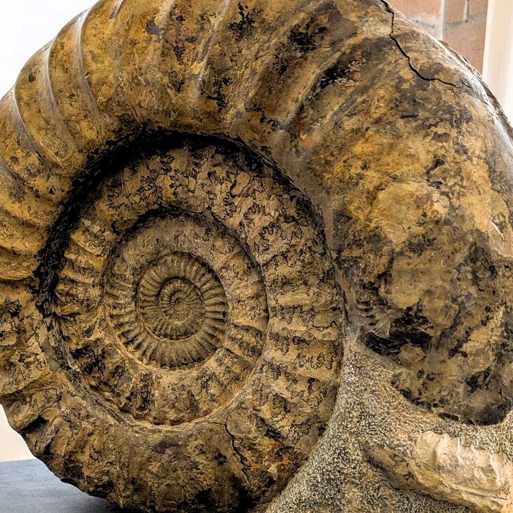 Mostra Permanente del Fossile